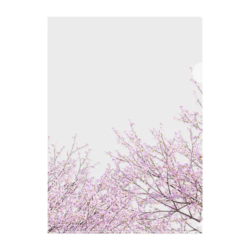 SAKURA365 桜の木 Clear File Folder