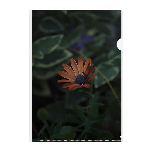 orange flower Clear File Folder