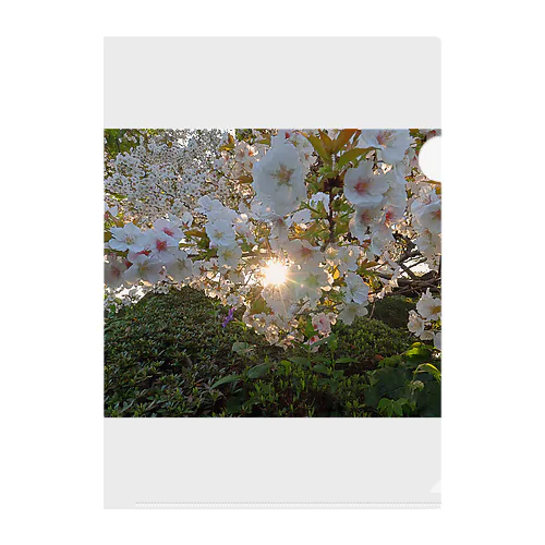 桜満開 - Backlit Sakura - クリアファイル