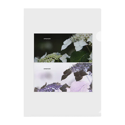 hydrangeas Clear File Folder