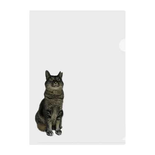 びっくり猫シリーズ Clear File Folder