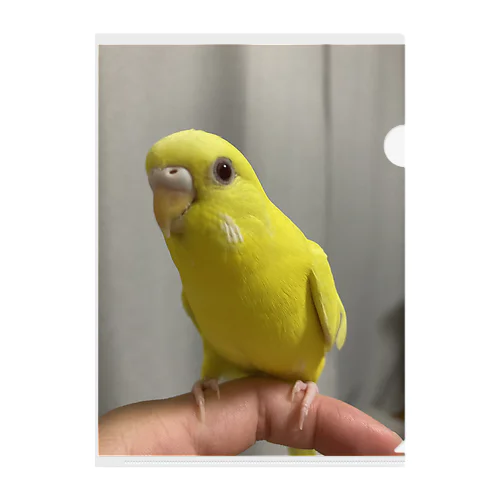 ルチノーインコ クリアファイル