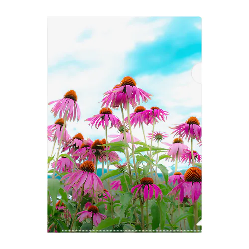 Echinacea クリアファイル