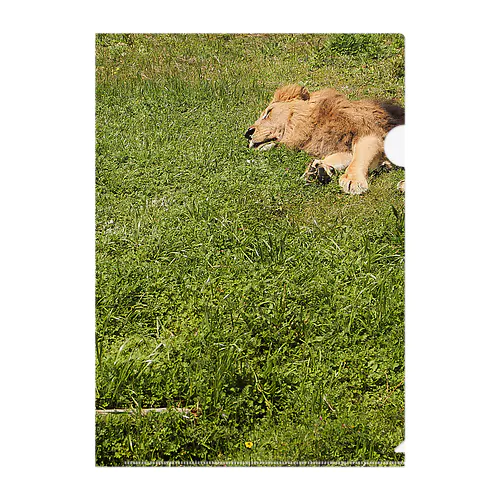 草原のライオン Clear File Folder