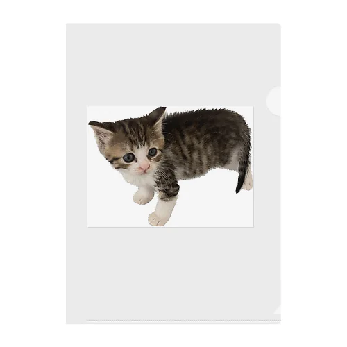 小さい猫　ツブちゃん Clear File Folder