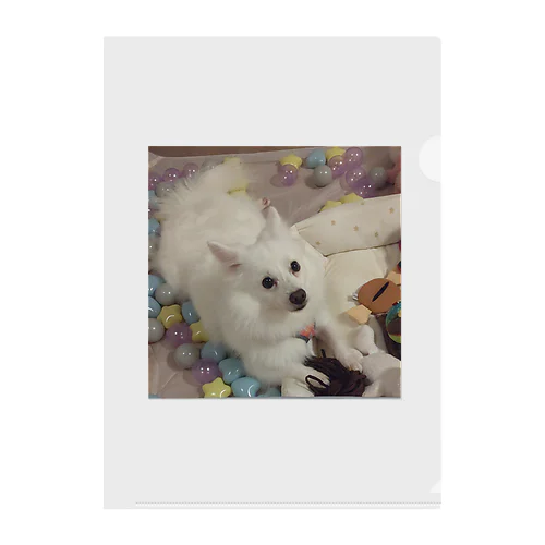 愛犬パールグッズ　Mipa♥日本スピッツ Clear File Folder