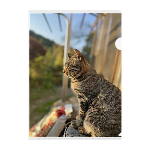 元野良猫たまちゃん Clear File Folder