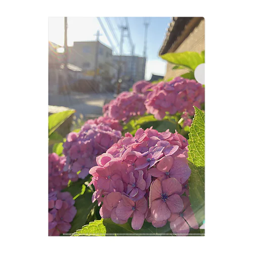 夕陽と紫陽花 クリアファイル