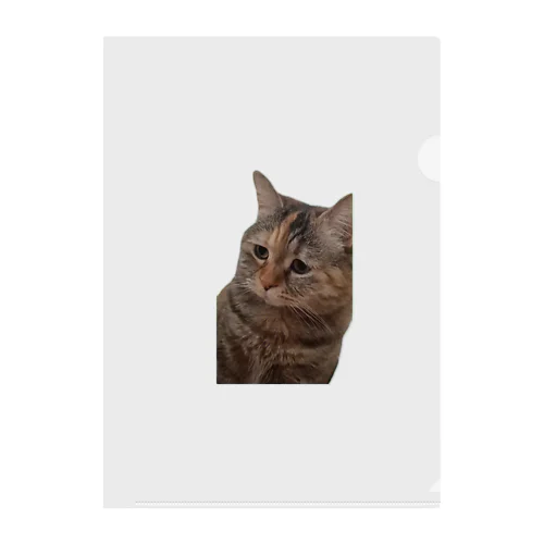 【猫ミーム】叱られる猫 Clear File Folder