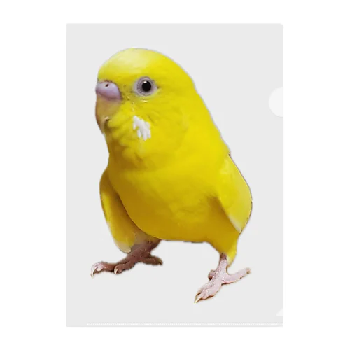 セキセイインコ　ルチノー クリアファイル