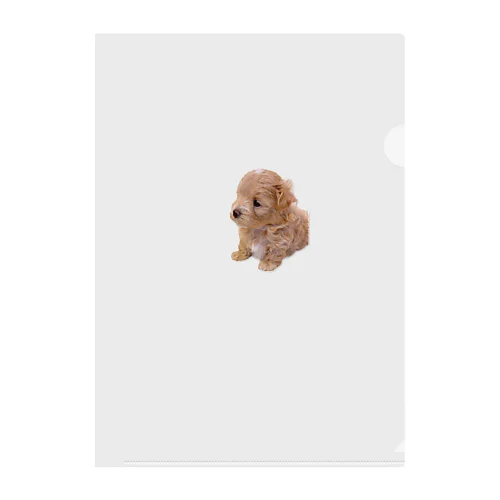 Maltipoo Puppy Anthony クリアファイル