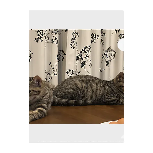 双子猫 Clear File Folder