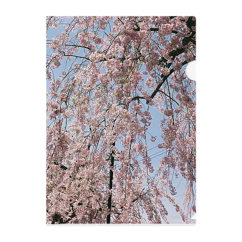 桜の雨 クリアファイル