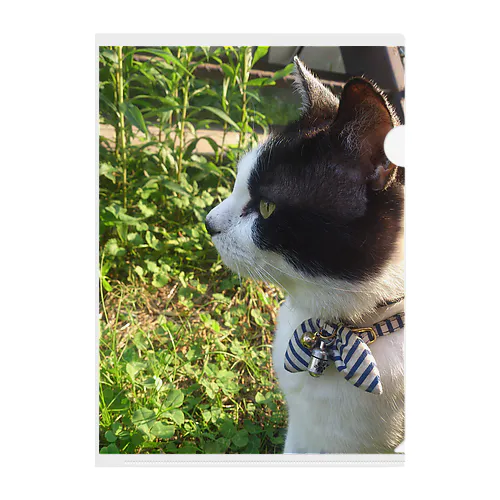 猫LOVE items 散歩猫 Clear File Folder