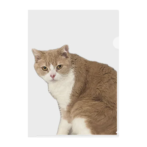 マシロくん猫グッズ Clear File Folder