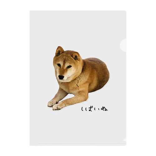 伏せ？してる柴犬さん Clear File Folder