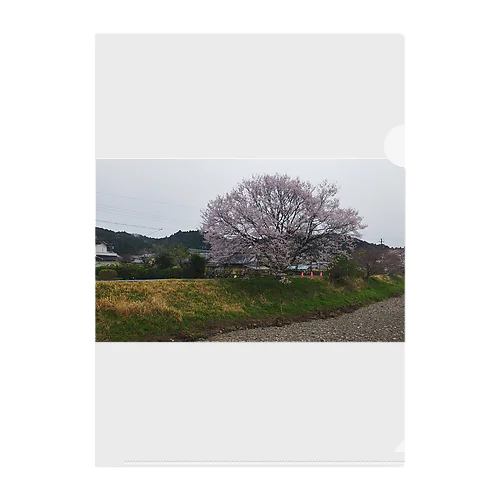 桜 クリアファイル