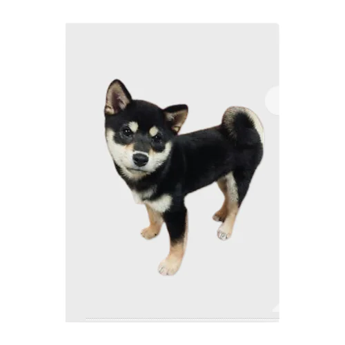 黒柴　ルー君 Clear File Folder
