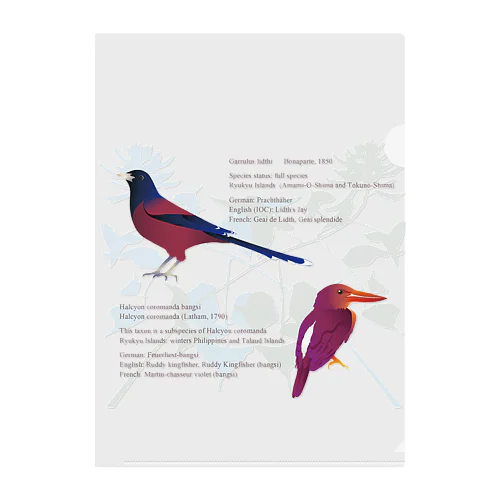 琉球の鮮やかな鳥たち クリアファイル