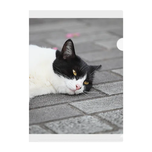 猫のこばち Clear File Folder