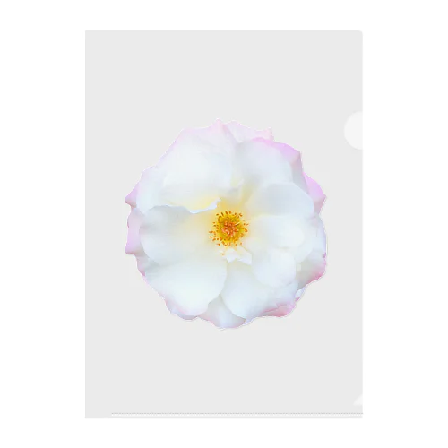【可憐】白と薄ピンクと黄色のお花 クリアファイル