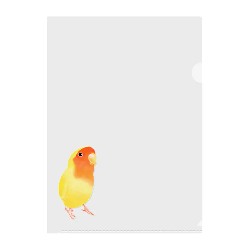 コザクラインコ　おすましルチノー【まめるりはことり】 Clear File Folder