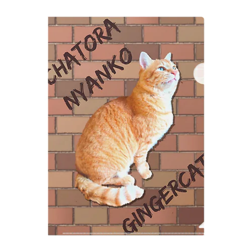 茶トラにゃんこ Gingercat 文字入り クリアファイル