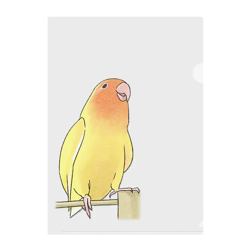 得意げ可愛い　コザクラインコちゃん【まめるりはことり】 クリアファイル