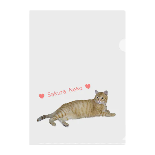 チャトラまったり🐾（さくら猫） Clear File Folder