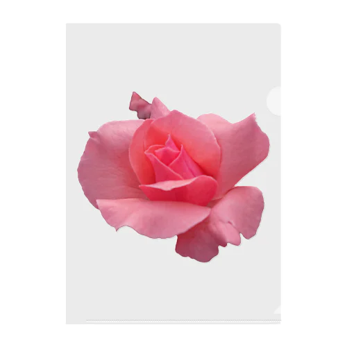 The Rose (Half-blooming) Clear File Folder