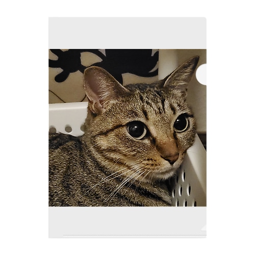 あざ猫さん Clear File Folder
