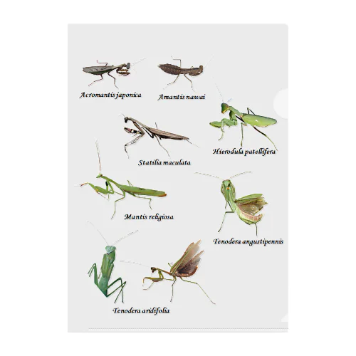 関東のカマキリ（旧学名・非推奨）（背景透過ver） クリアファイル