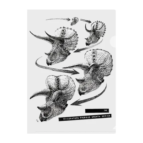 Triceratops prorsus growth series Clear File Folder