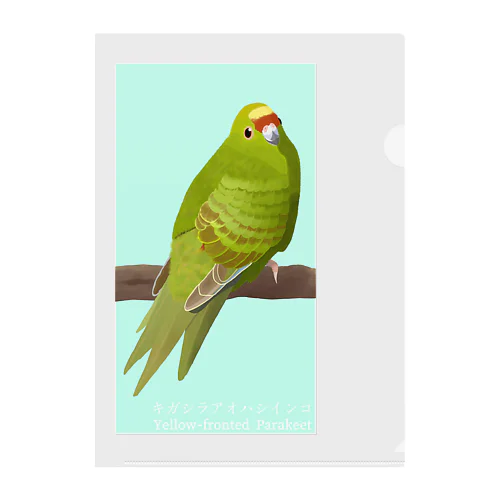 キガシラアオハシインコ Clear File Folder