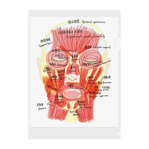 顔の筋肉 クリアファイル