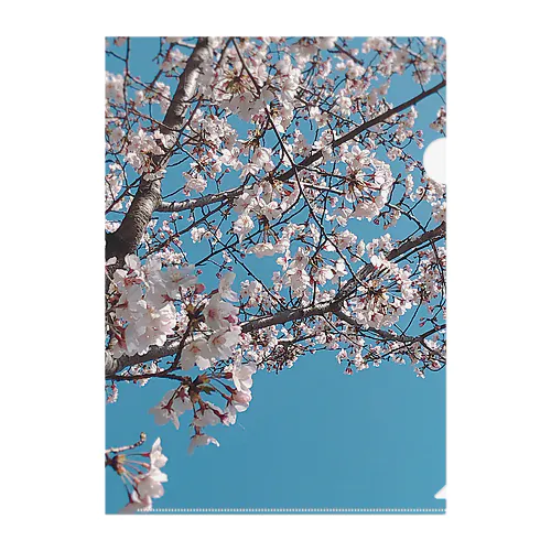 Sakura Clear File Folder