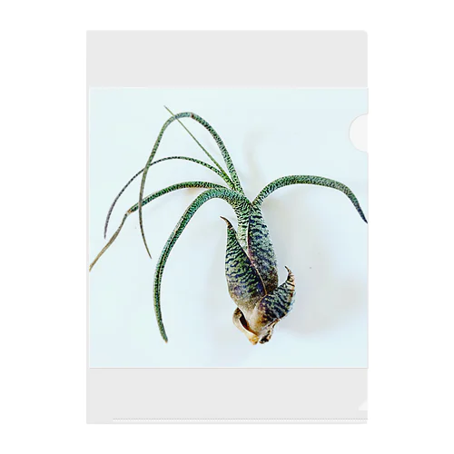 Tillandsia Clear File Folder