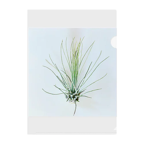 Tillandsia Clear File Folder