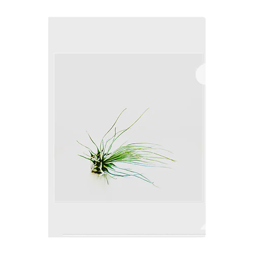 Tillandsia Clear File Folder