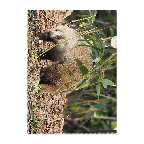 にほんあなぐま リバーシブル Clear File Folder