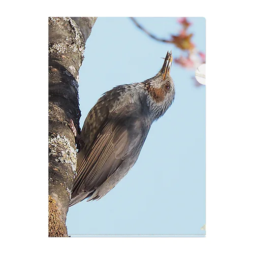 ひよどり リバーシブル クリアファイル