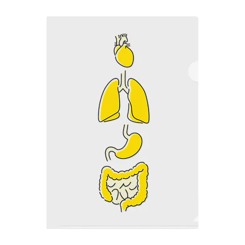 人体のなぞ。シンプルな心臓と肺と胃と大腸。 Clear File Folder