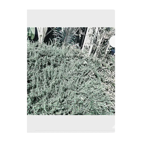 plants Clear File Folder