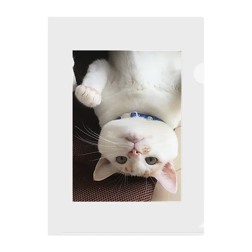 猫ちゃん Clear File Folder