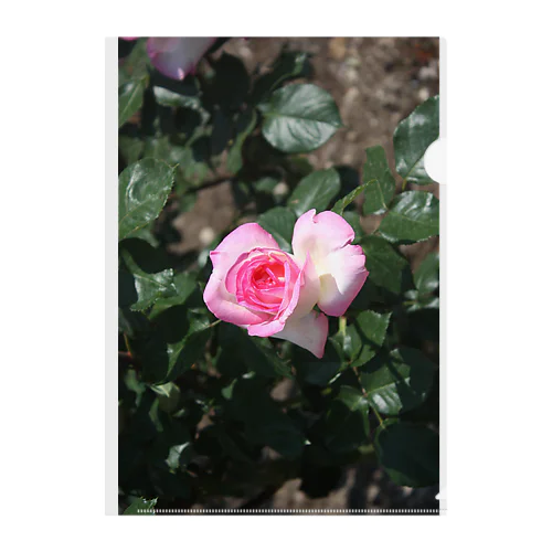 薔薇～ピンクハート クリアファイル