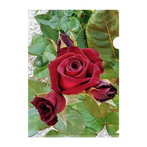 薔薇が咲いた～薔薇が咲いた～真っ赤な薔薇が～♩ Clear File Folder