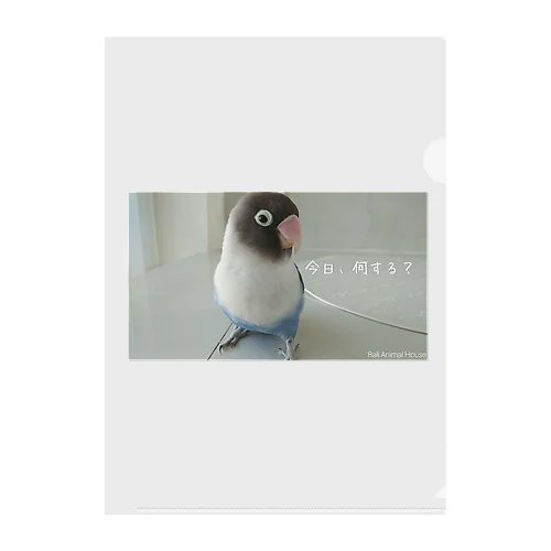 迷いボタンインコの新月さん Clear File Folder