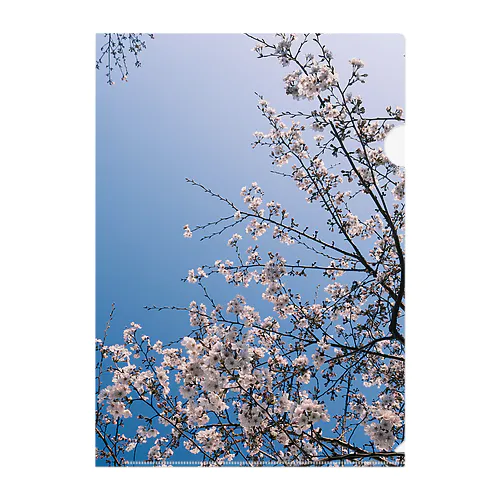 青と桜 Clear File Folder