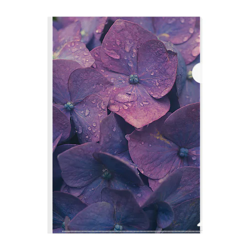 紫色の紫陽花 クリアファイル