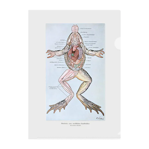 カエルの解剖 Clear File Folder